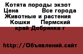 Котята породы экзот › Цена ­ 7 000 - Все города Животные и растения » Кошки   . Пермский край,Добрянка г.